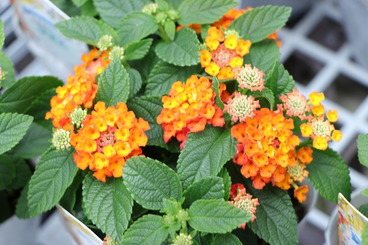 栄養系ランタナ ジェム オレンジ 3.5号ポット苗 寄せ植え 花壇