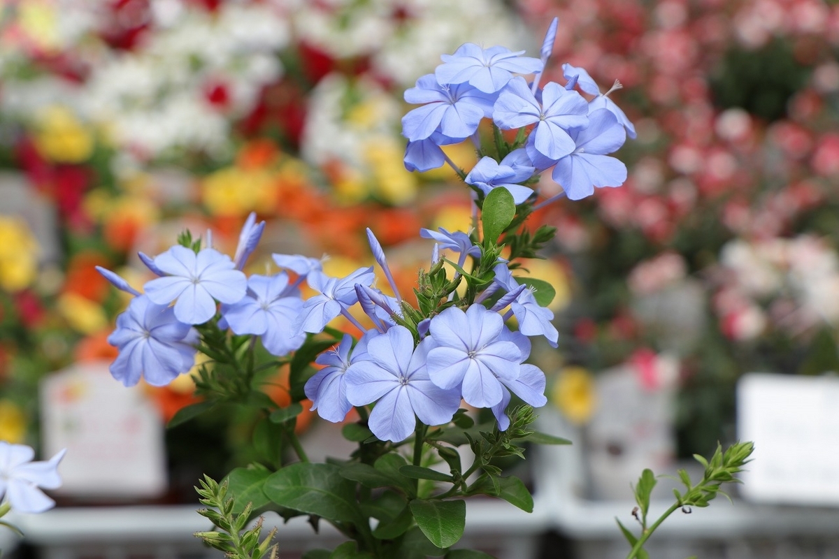 プルンバーゴ ブルー 3.5号ポット苗 ルリマツリ 寄せ植え 花壇