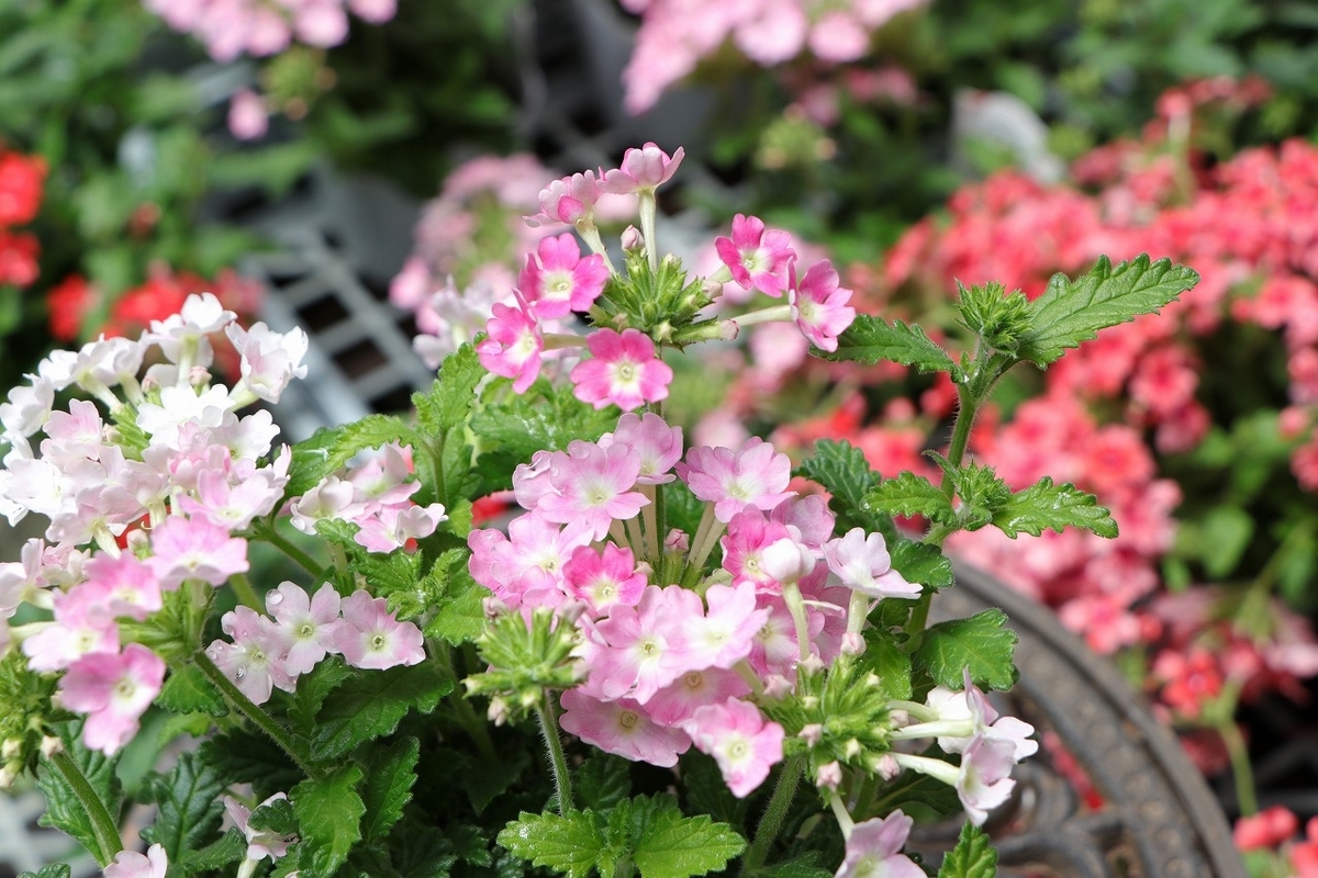 宿根バーベナ ピンクポップ 3.5号ポット苗 バーベナ 栄養系バーベナ 寄せ植え 花壇 鉢植え お洒落 おしゃれ 可愛い かわいい 春の花 夏の花 秋の花 花 苗 初心者