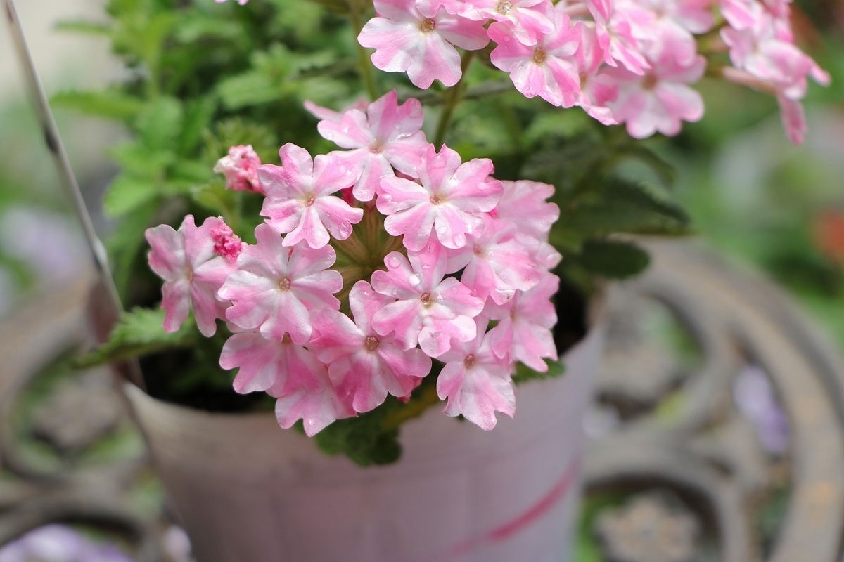 宿根バーベナ 桜スター 3.5号ポット苗 バーベナ 栄養系バーベナ 寄せ植え 花壇 鉢植え お洒落 おしゃれ 可愛い かわいい 春の花 夏の花 秋の花 花 苗 初心者