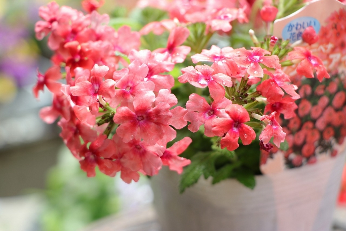 宿根バーベナ マンゴーアイ 3.5号ポット苗 バーベナ 栄養系バーベナ 寄せ植え 花壇 鉢植え お洒落 おしゃれ 可愛い かわいい 春の花 夏の花 秋の花 花 苗 初心者