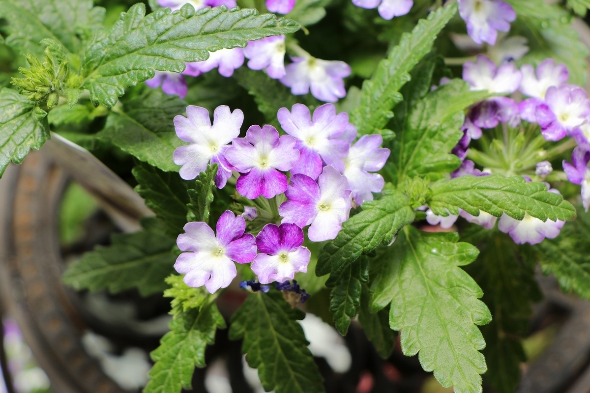 宿根バーベナ パティシエ ブルー&ホワイト 3.5号ポット苗 バーベナ 寄せ植え 花壇 鉢植え お洒落 おしゃれ 可愛い かわいい 春の花 夏の花 秋の花 花 苗 初心者