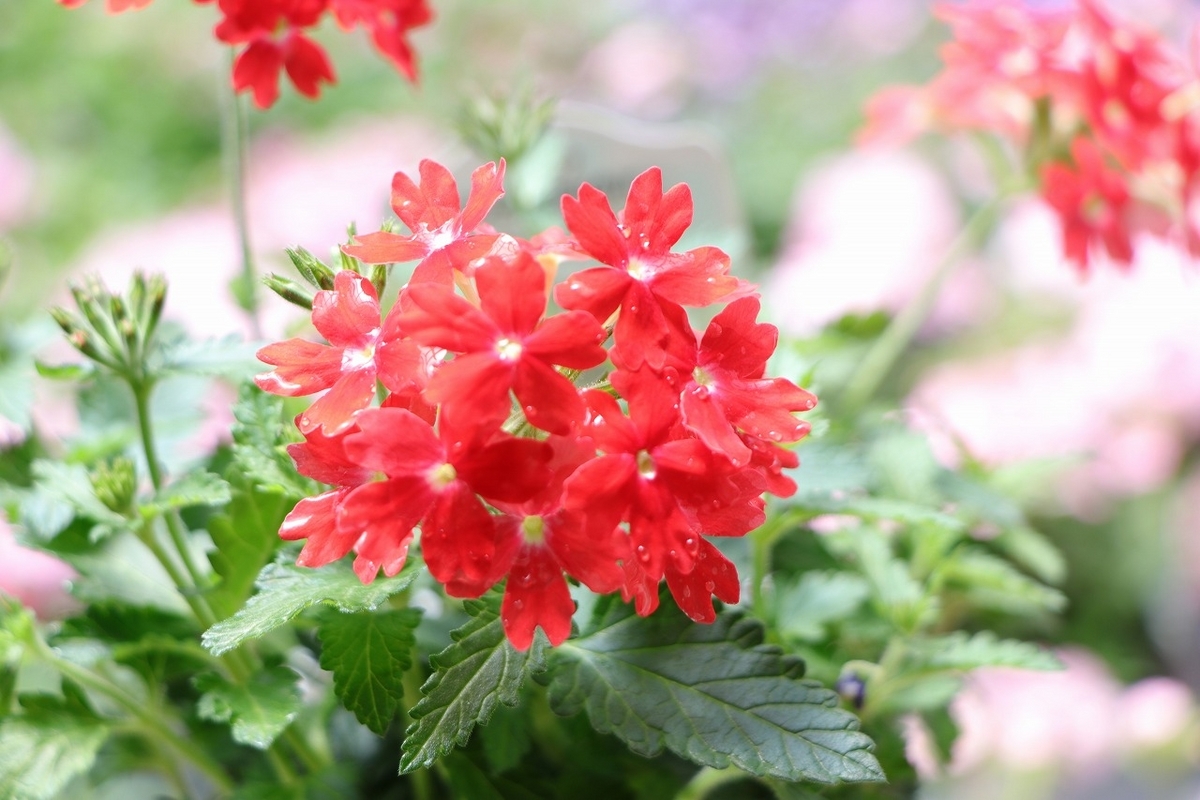 宿根バーベナ ミスターラバラバ 3.5号ポット苗 バーベナ 寄せ植え 花壇 鉢植え お洒落 おしゃれ 可愛い かわいい 春の花 夏の花 秋の花 花 苗 初心者