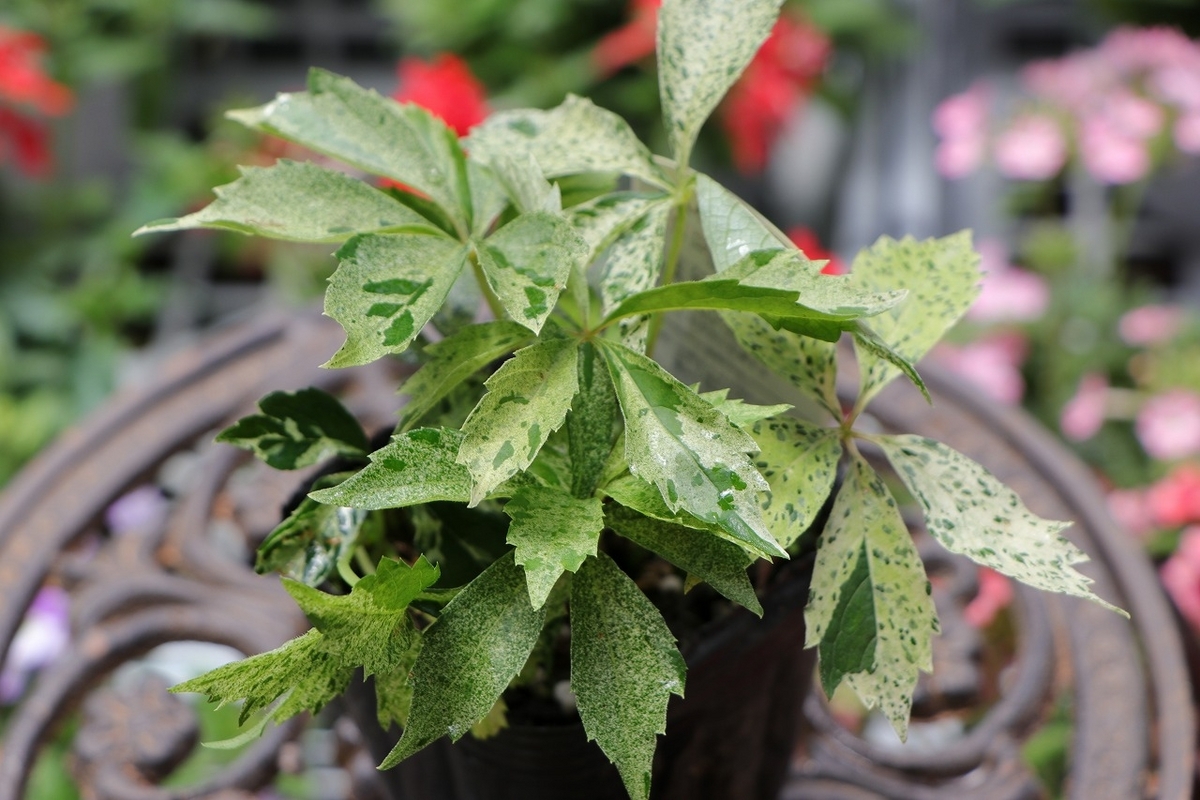 斑入り　ヘンリーズタ　ポット苗 楽天市場】斑入り ヘンリーヅタ バリエガータ 2.5〜3号ポット苗 寄せ