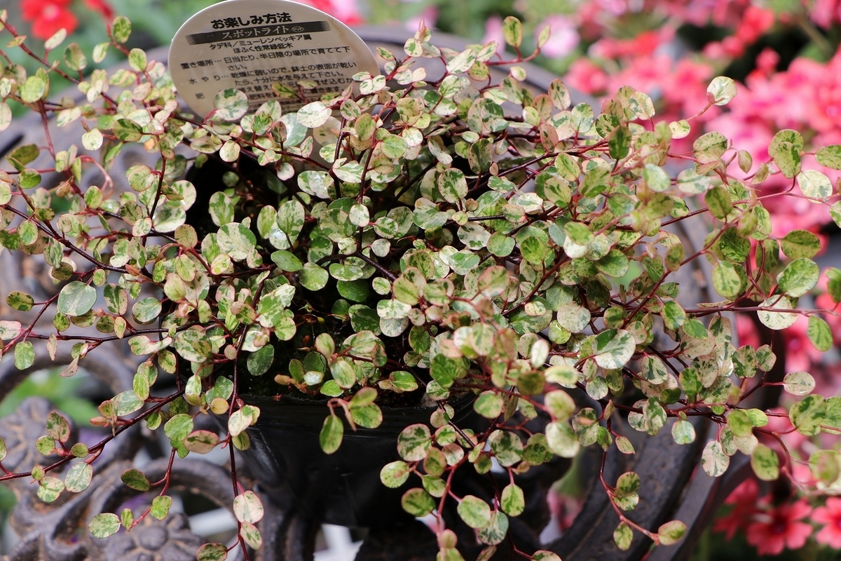 ハンガリー製 緑色 葉っぱ型 ハンガリー製 緑色 葉っぱ型