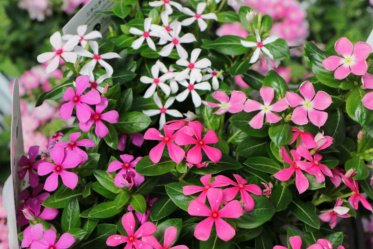 夏の花壇に必須！ビンカ夏花火#可愛い - GP-Yamacho