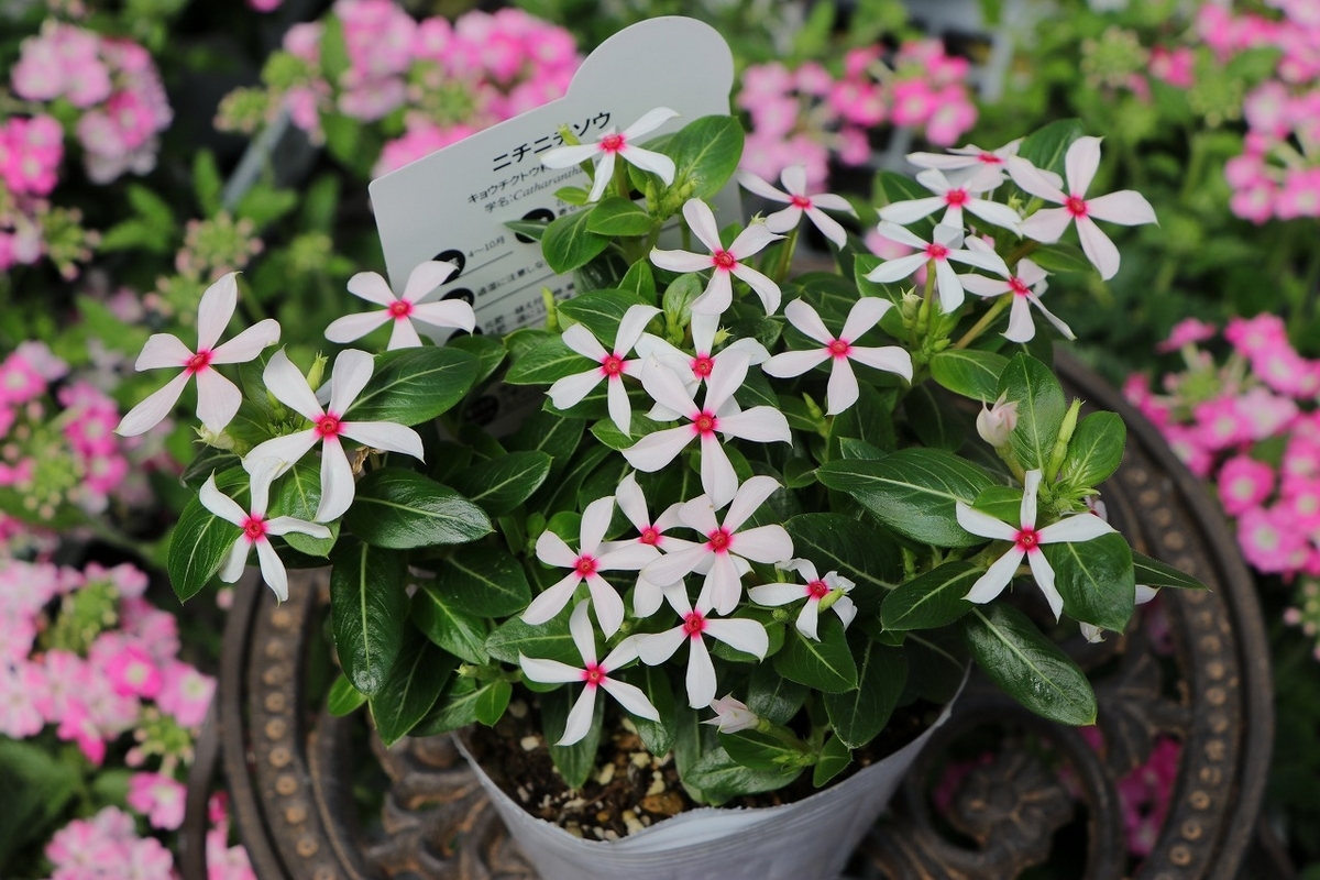 夏の花壇に必須！ビンカ夏花火#可愛い - GP-Yamacho