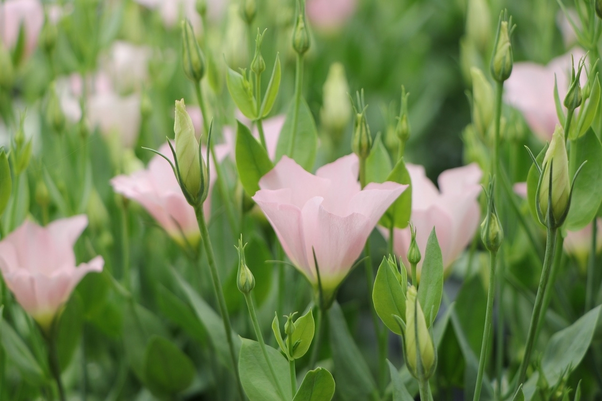トルコキキョウ シェリー ピンク 3号ポット苗 寄せ植え 花壇 お洒落 おしゃれ 可愛い かわいい 春の花 夏の花 秋の花 花 苗 初心者