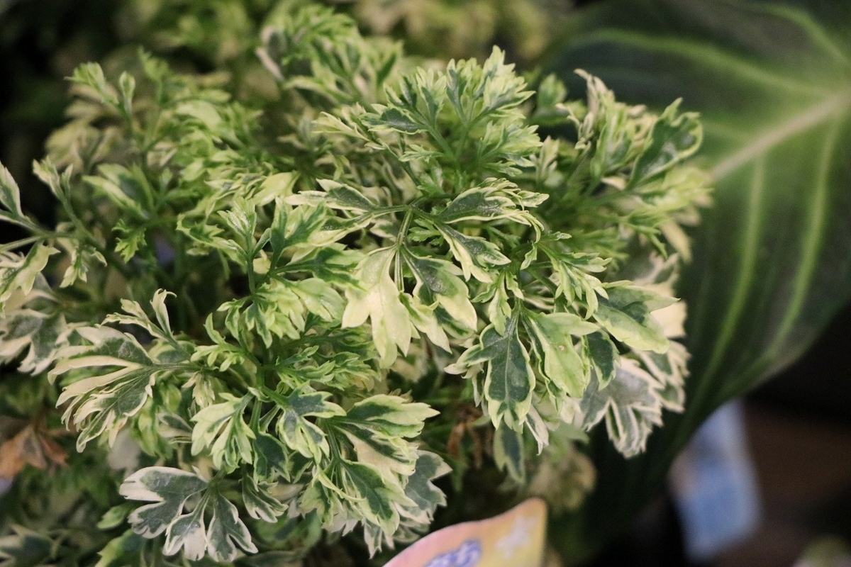 室内観葉植物のご紹介〜♪ - GP-Yamacho