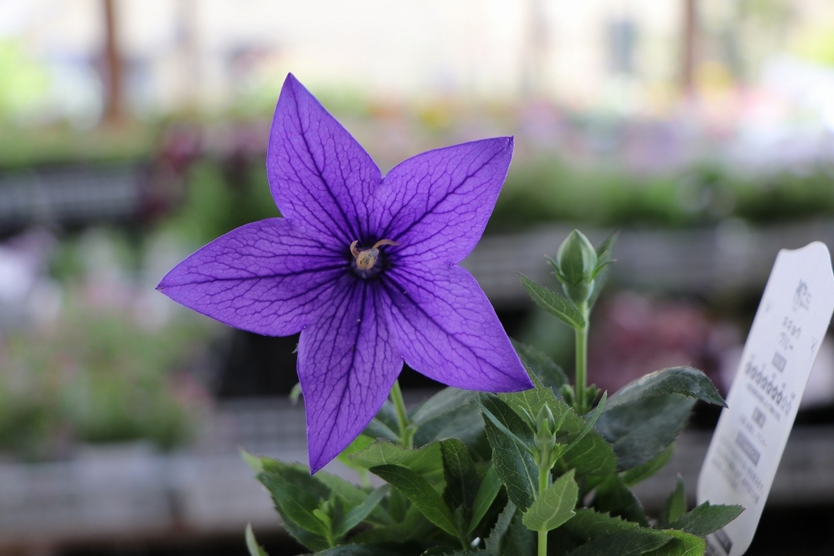 キキョウ アストラ ブルー 3号ロングポット苗 寄せ植え 花壇