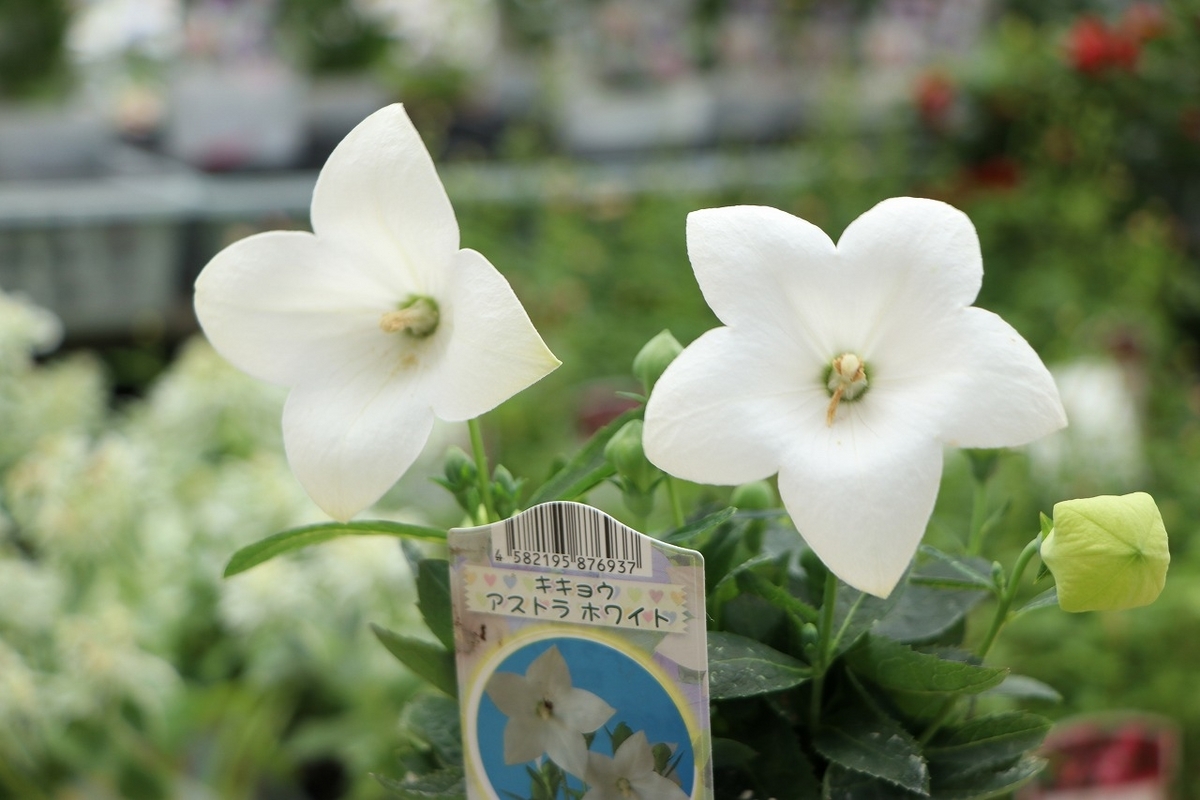 暑い夏に咲く『白い花』特集～♪ - GP-Yamacho