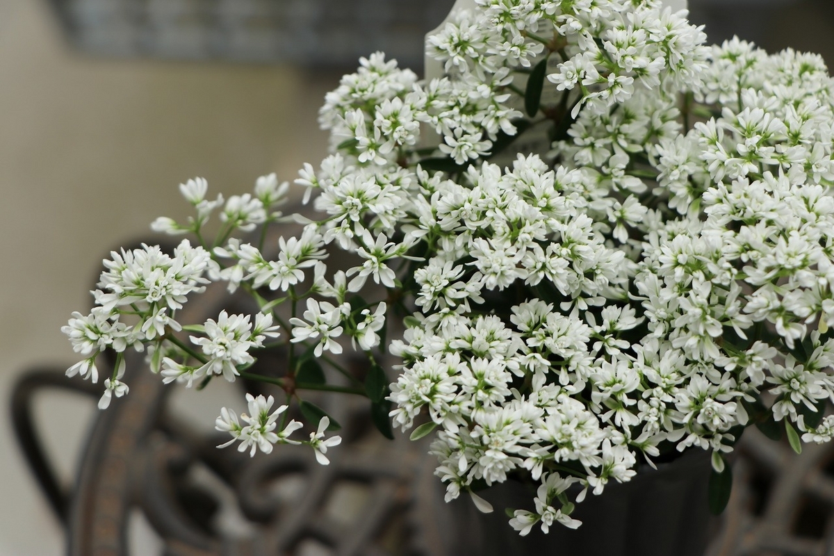 暑い夏に咲く『白い花』特集～♪ - GP-Yamacho