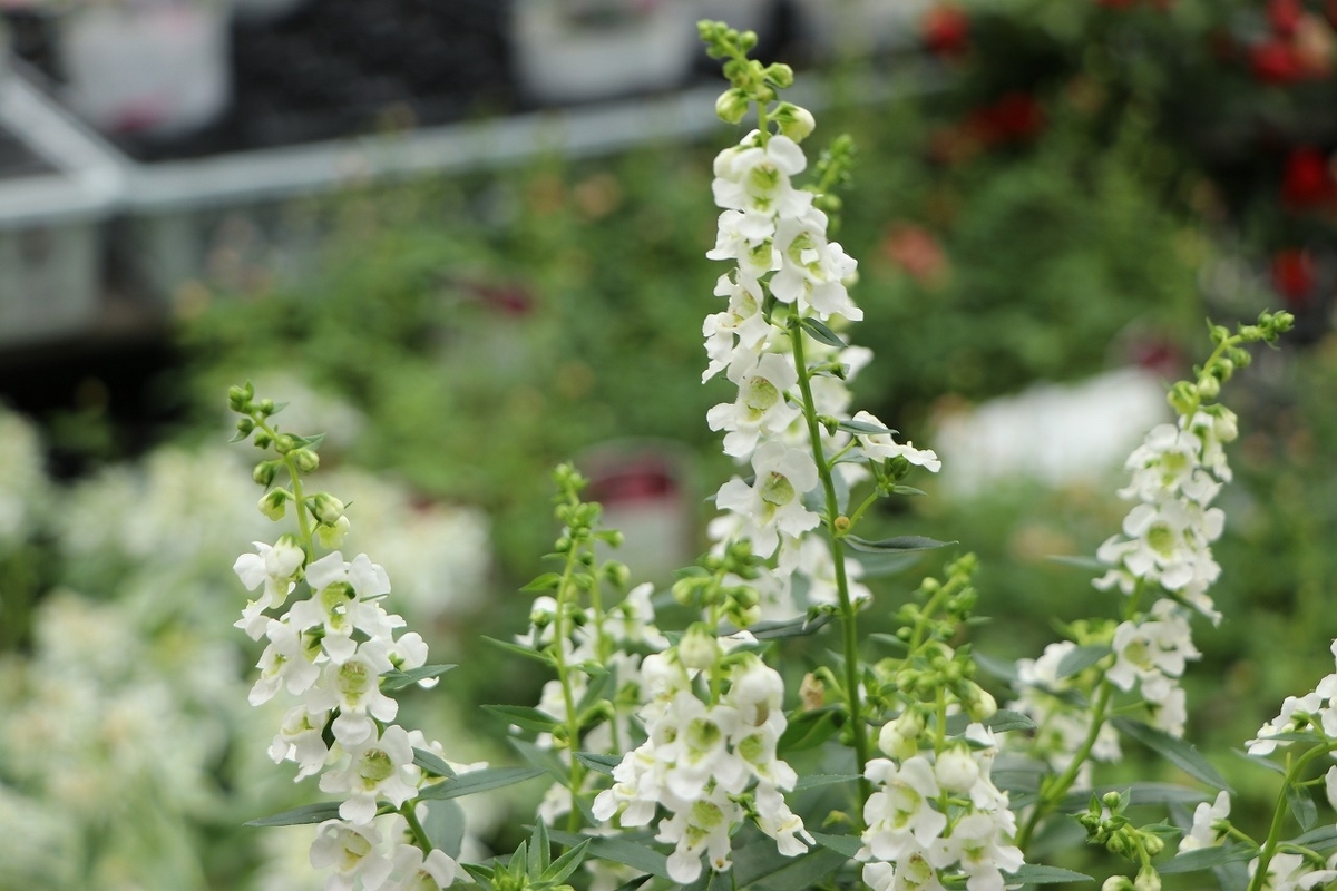 暑い夏に咲く『白い花』特集～♪ - GP-Yamacho