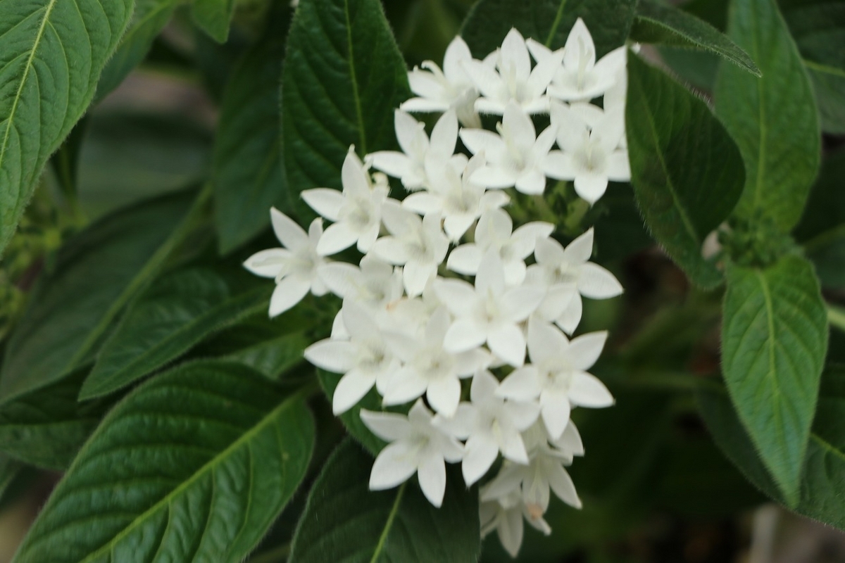 暑い夏に咲く『白い花』特集～♪ - GP-Yamacho