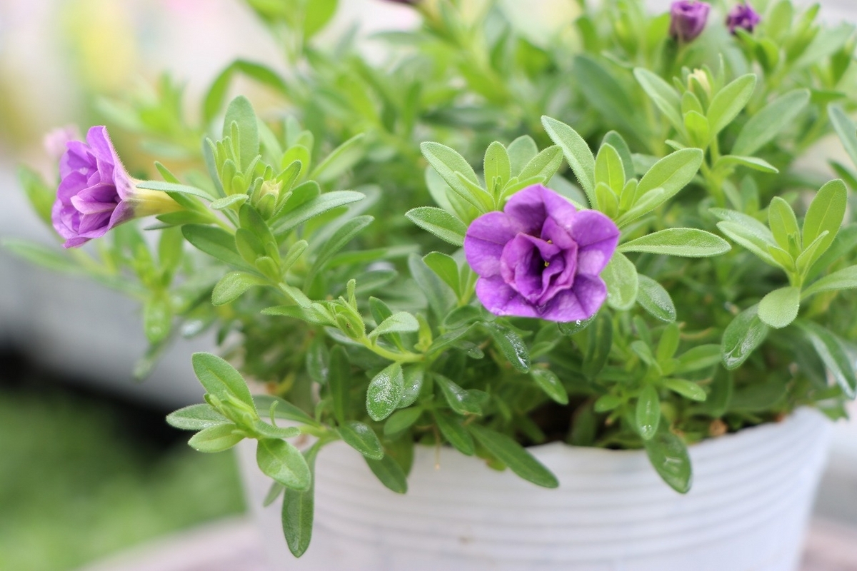 PW 八重咲き スーパーベル ダブルブルー 3.5号ポット苗 カリブラコア 寄せ植え 花壇 鉢植え お洒落 おしゃれ 可愛い かわいい 春の花 夏の花 秋の花 花 苗 初心者