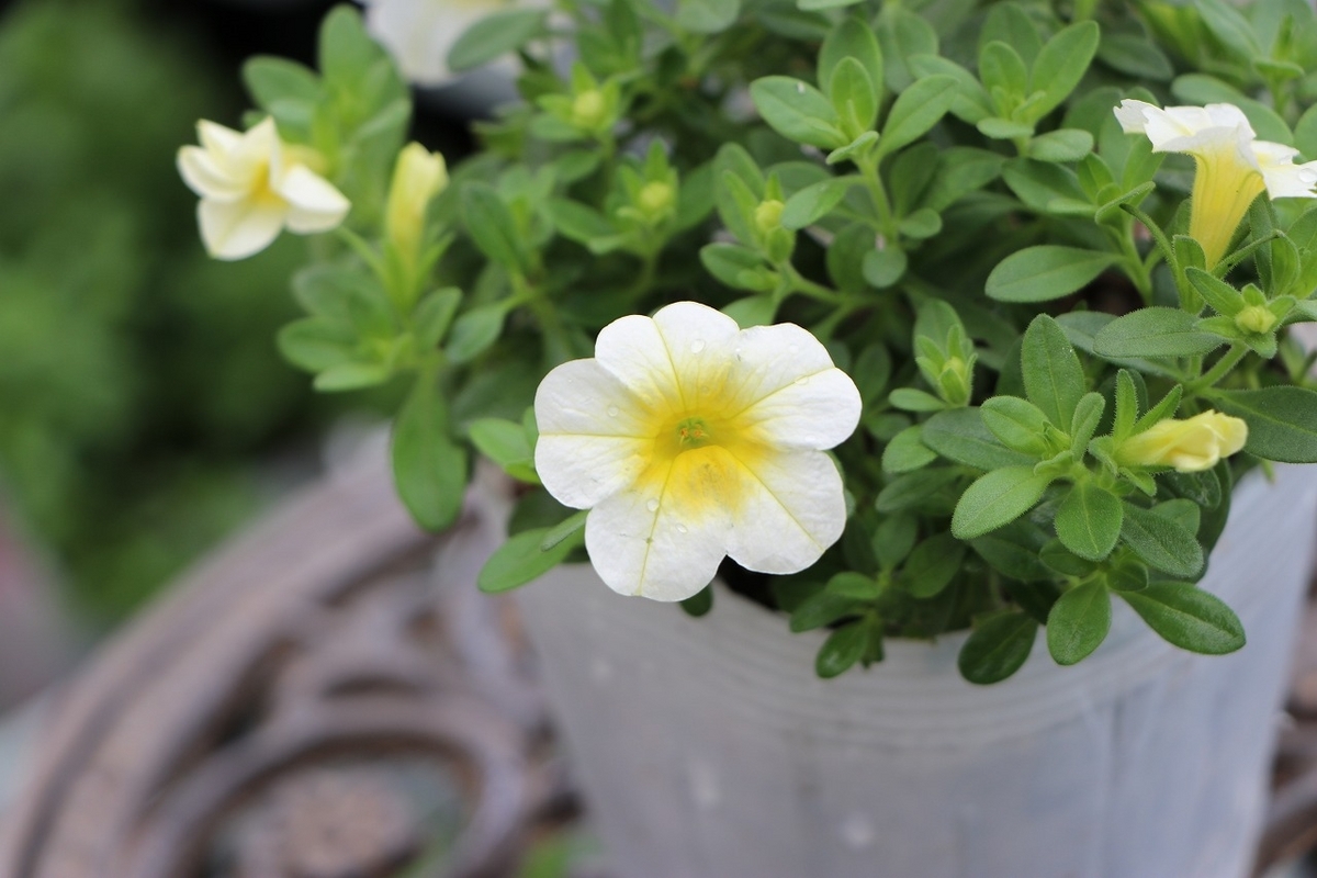 PW 一重咲き スーパーベル ハニーヨーグルト 3.5号ポット苗 カリブラコア 寄せ植え 花壇 鉢植え お洒落 おしゃれ 可愛い かわいい 春の花 夏の花 秋の花 花 苗