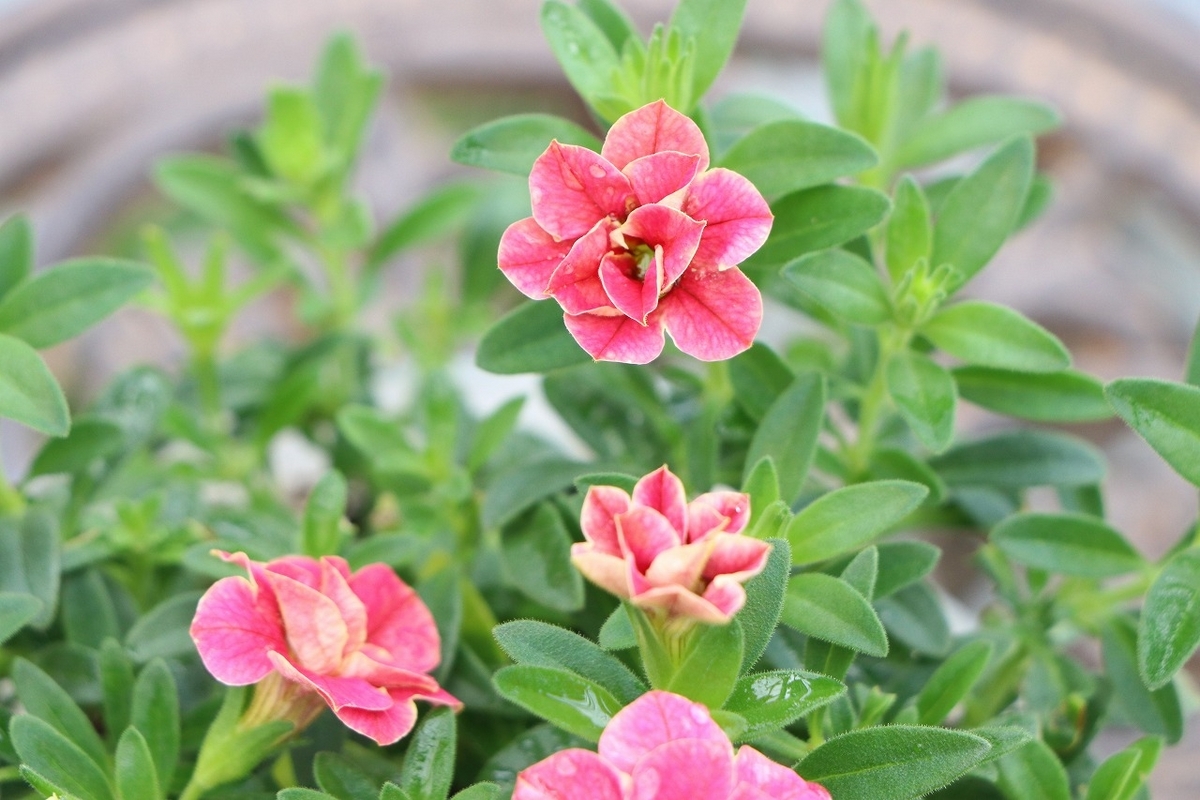 PW 八重咲き スーパーベル ダブルチェリーリップル 3.5号ポット苗 カリブラコア 寄せ植え 花壇 鉢植え お洒落 おしゃれ 可愛い 春の花 夏の花 秋の花 花 苗