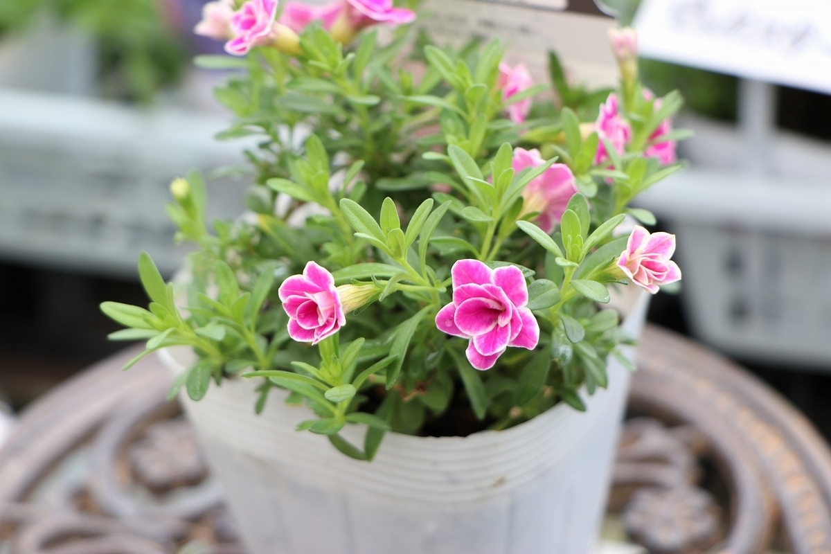 PW 八重咲き スーパーベル ダブルピンクリップル 3.5号ポット苗 カリブラコア 寄せ植え 花壇 鉢植え お洒落 おしゃれ 可愛い 春の花 夏の花 秋の花 花 苗
