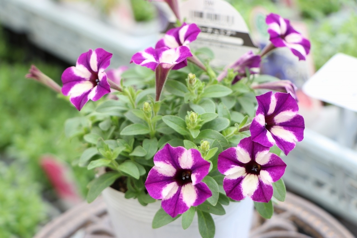 PW スーパーチュニア グレープスター 3.5号ポット苗 ペチュニア 寄せ植え 鉢植え 花壇 お洒落 おしゃれ 可愛い かわいい 春の花 夏の花 秋の花 花 苗