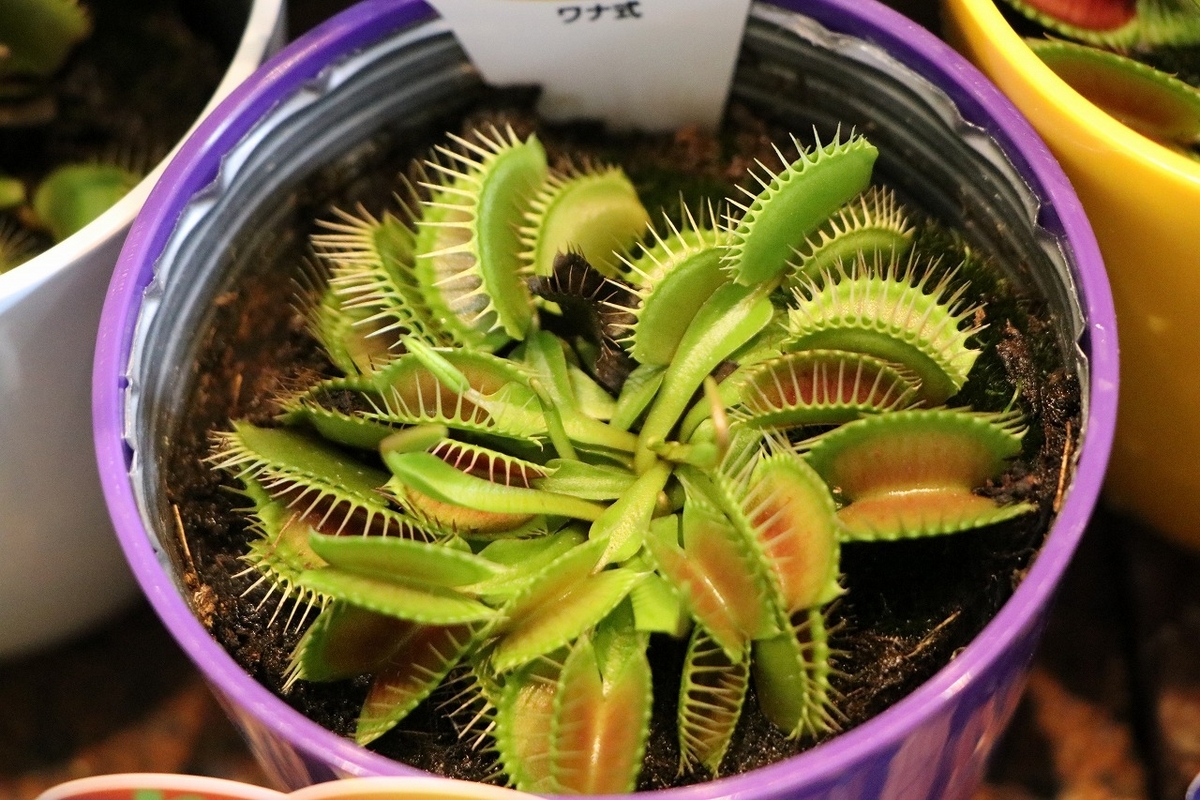 今日は 「食虫植物」の入荷です♪(^_-)-☆ - GP-Yamacho