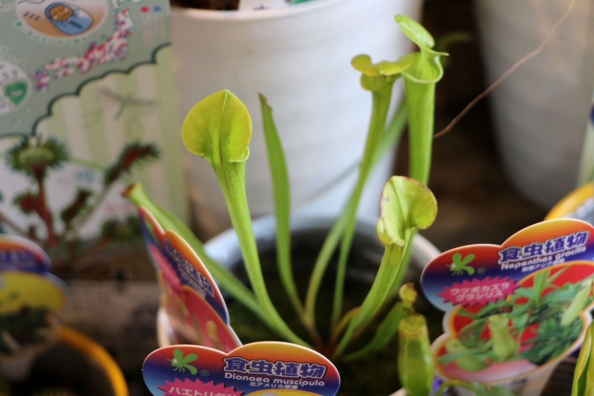 今日は 「食虫植物」の入荷です♪(^_-)-☆ - GP-Yamacho