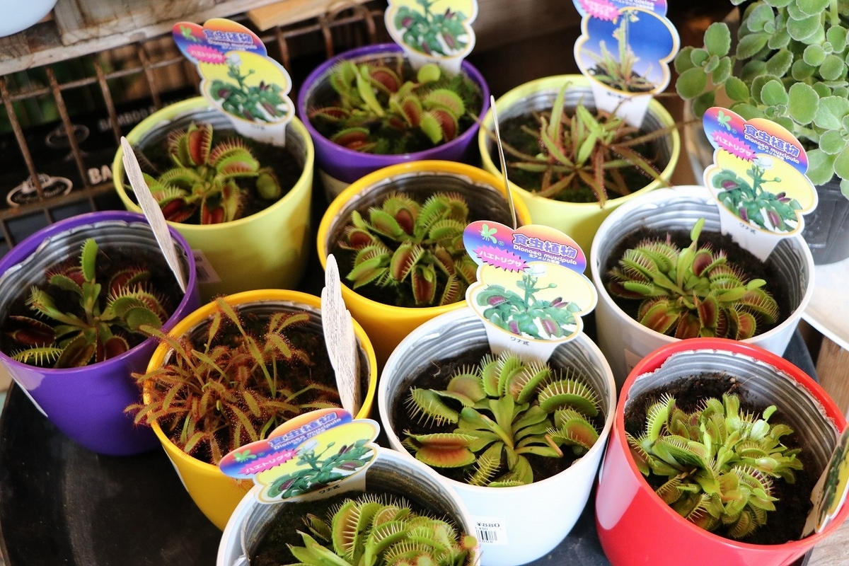 今日は 「食虫植物」の入荷です♪(^_-)-☆ - GP-Yamacho
