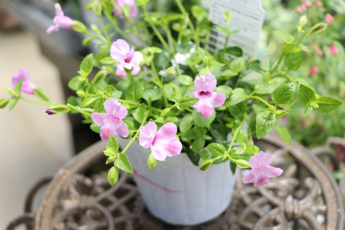 PW スーパートレニア カタリーナ ピンクリバー 3.5号ポット苗 トレニア 寄せ植え 花壇 鉢植え お洒落 おしゃれ 可愛い 春の花 夏の花 秋の花 花 苗 初心者
