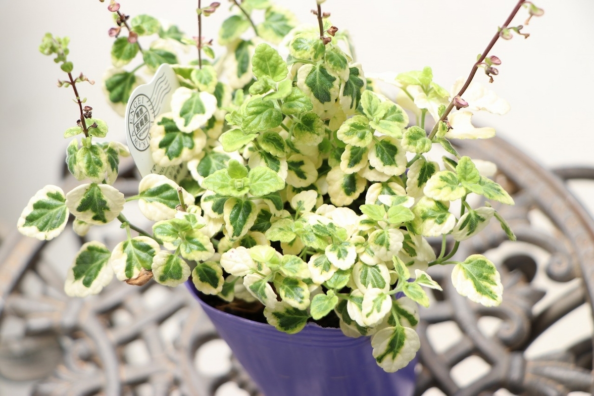 斑入り スクテラリア マーブル&パープル 2.5〜3号ポット苗 寄せ植え 花壇 鉢植え お洒落 おしゃれ 可愛い かわいい 多年草 ブルー 青い花 春の花 夏の花 秋の花 花 苗 初心者 カラーリーフ