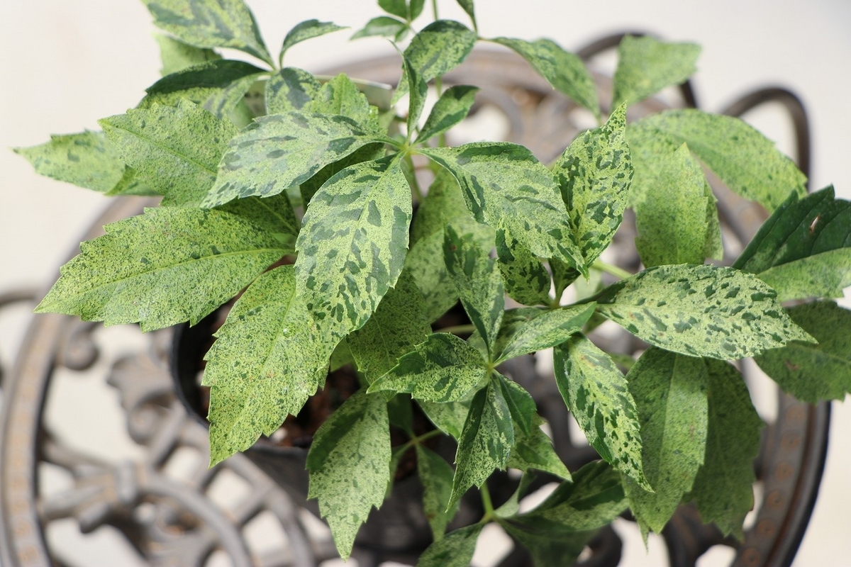 斑入り ヘンリーヅタ バリエガータ 2.5〜3号ポット苗 寄せ植え 鉢植え 花壇 お洒落 おしゃれ 可愛い かわいい 苗 初心者 カラーリーフ