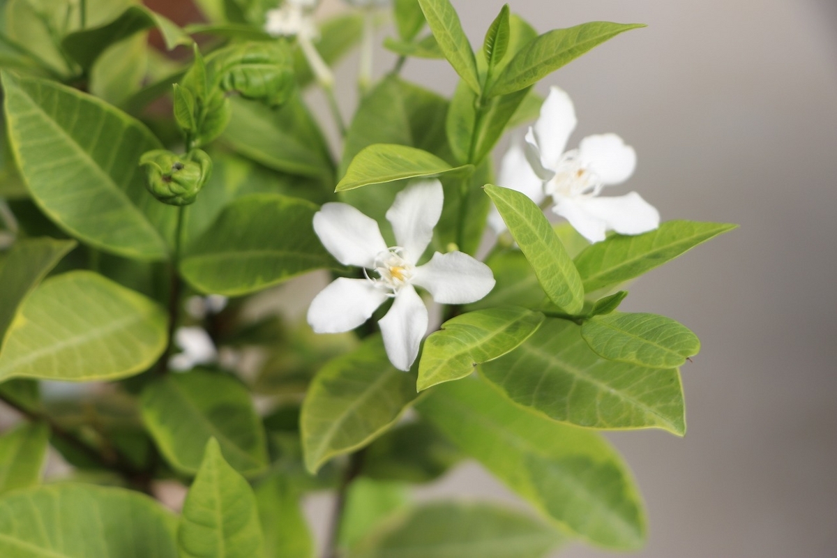 斑入り セイロンランティア メロンレモン 3.5号鉢 寄せ植え 鉢植え 花壇 お洒落 おしゃれ 可愛い かわいい 熱帯花木 花木 常緑樹 夏の花 秋の花 花 苗 初心者 希少種 カラーリーフ