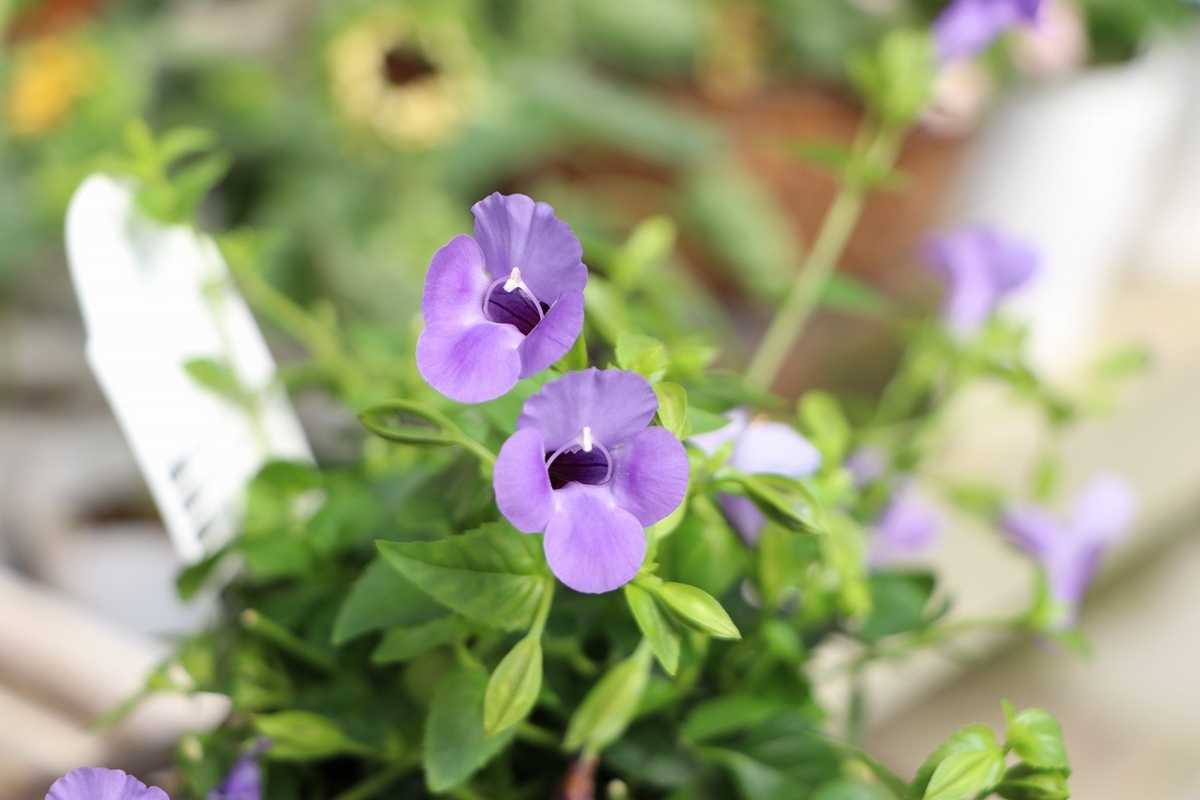 PW スーパートレニア カタリーナ ブルーリバー 3.5号ポット苗 トレニア 寄せ植え 花壇 鉢植え お洒落 おしゃれ 可愛い 春の花 夏の花 秋の花 花 苗 初心者