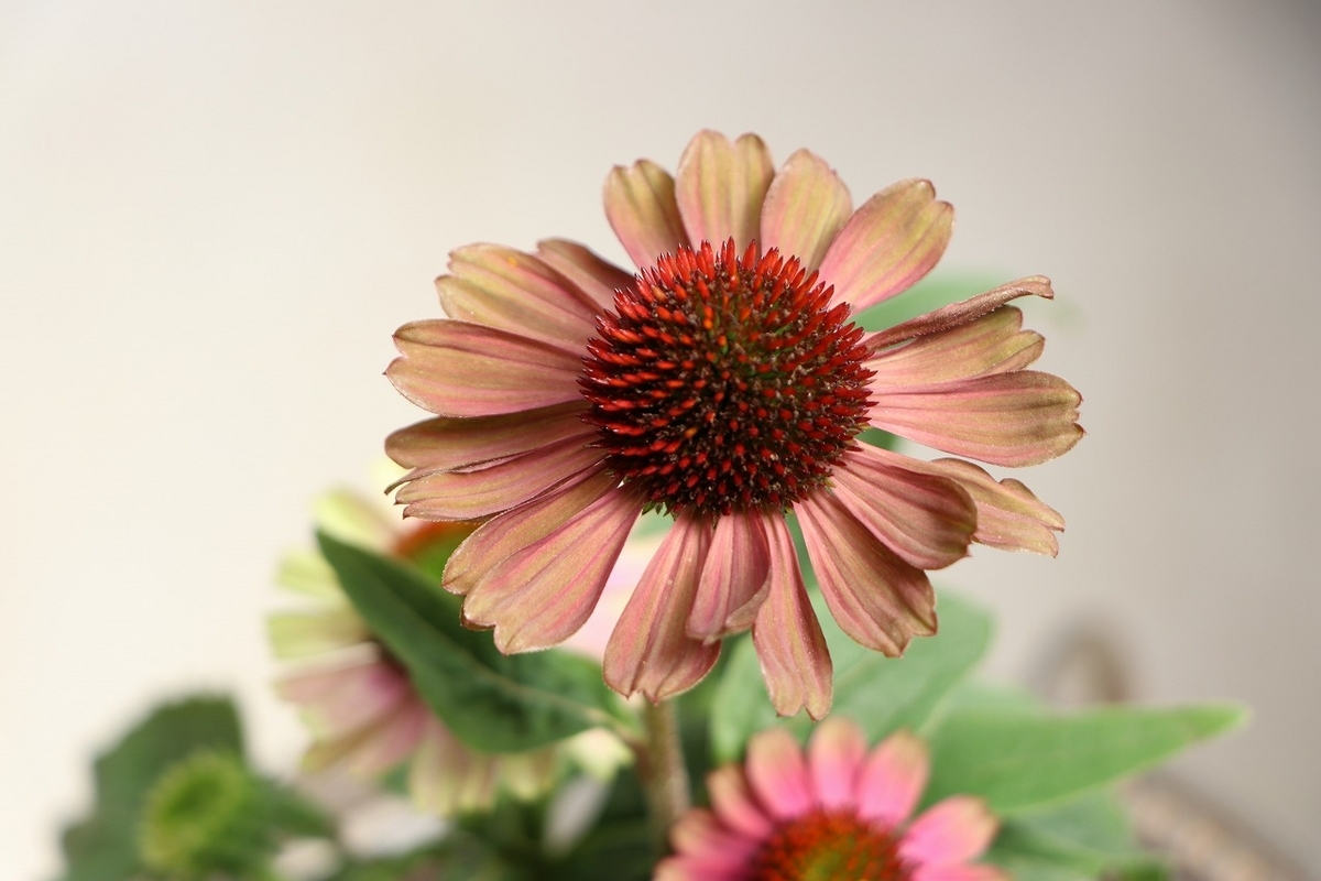 エキナセア プレイリーブレイズ ヴィンテージライム 3.5号ポット苗 寄せ植え 花壇 鉢植え お洒落 おしゃれ 可愛い かわいい シック 夏の花 秋の花 花 苗 初心者 希少種