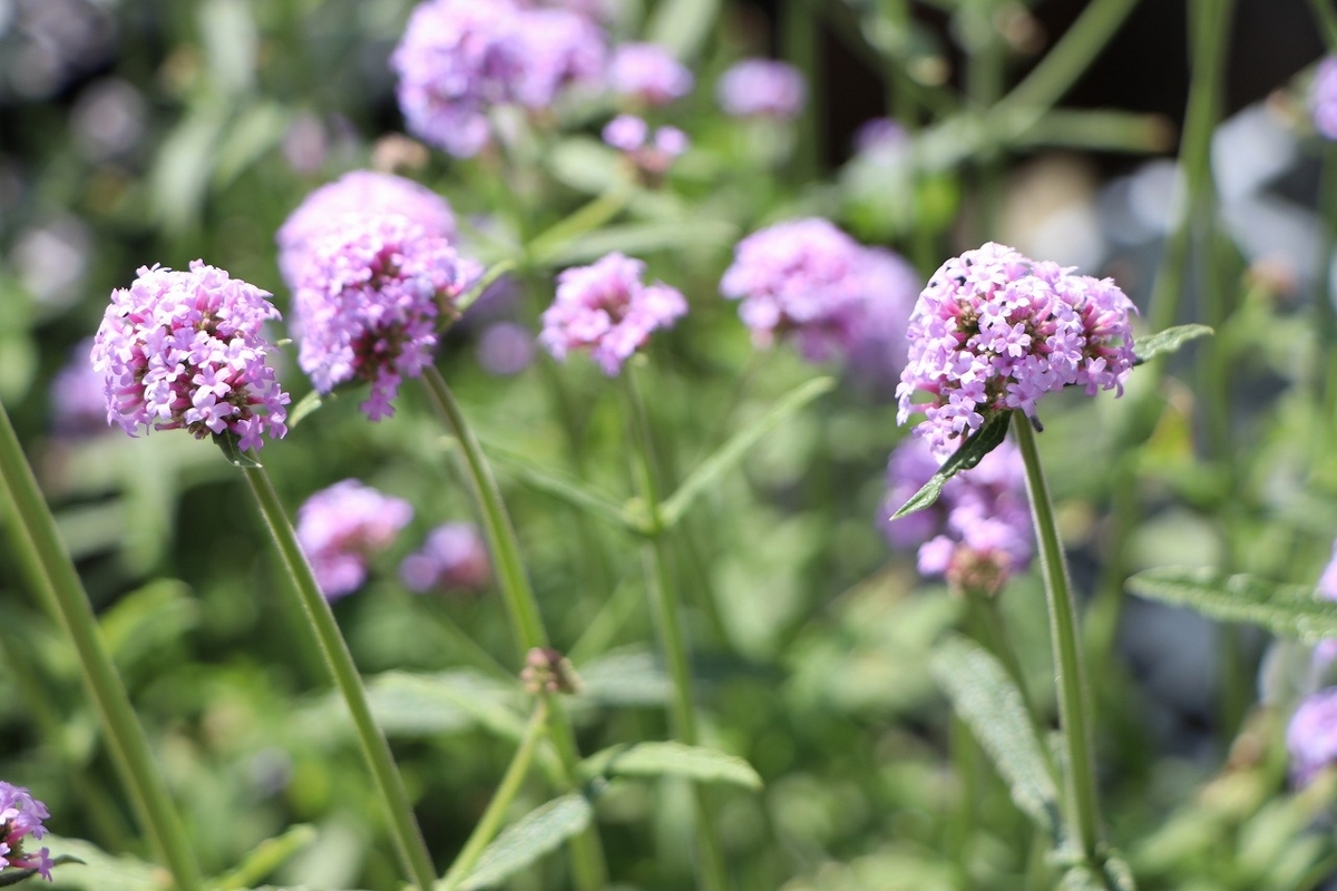 PW バーベナ メテオールシャワー 3.5号ポット苗 三尺バーベナ 寄せ植え 花壇 鉢植え お洒落 おしゃれ 可愛い かわいい 夏の花 夏の花 秋の花 花 苗 初心者