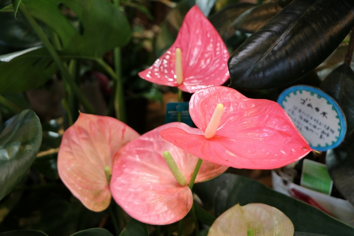 アンスリュームの育て方と注意点 - GP-Yamacho