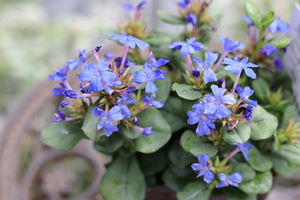 ルリマツリモドキ ブルーサファイア 3号ポット苗 寄せ植え 花壇
