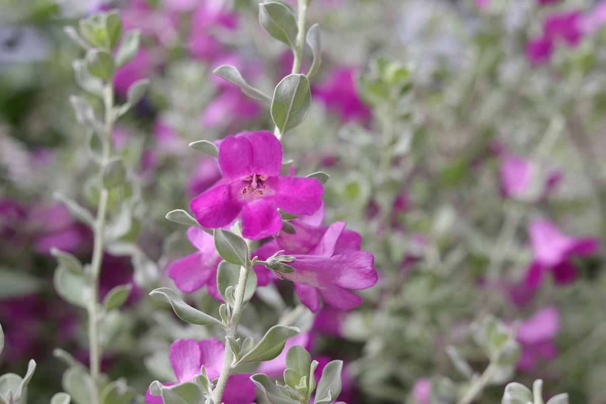 レウコフィルム フルテスケンス 3.5号ロングポット苗 寄せ植え 花壇 カラーリーフ