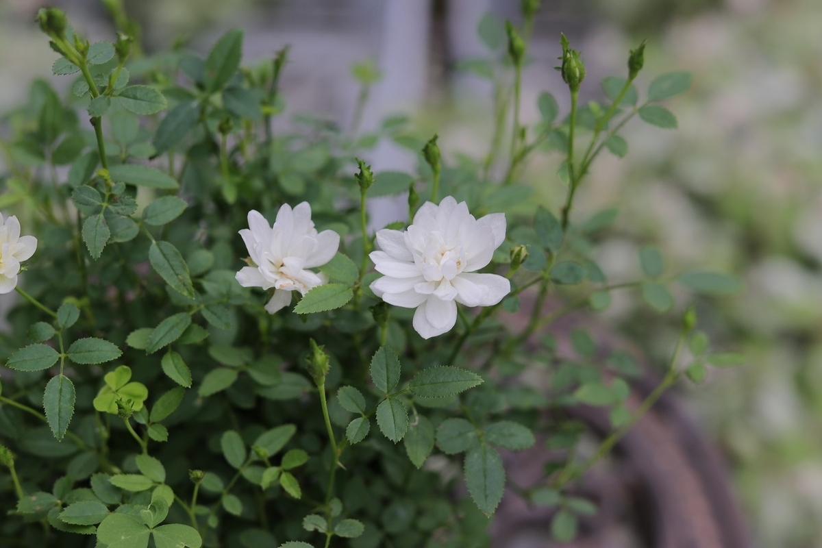 四季咲き 小輪 ミニバラ 雪姫 3号ポット苗 寄せ植え 花壇 鉢植え お洒落 おしゃれ 可愛い かわいい 春の花 夏の花 秋の花 花 苗 初心者