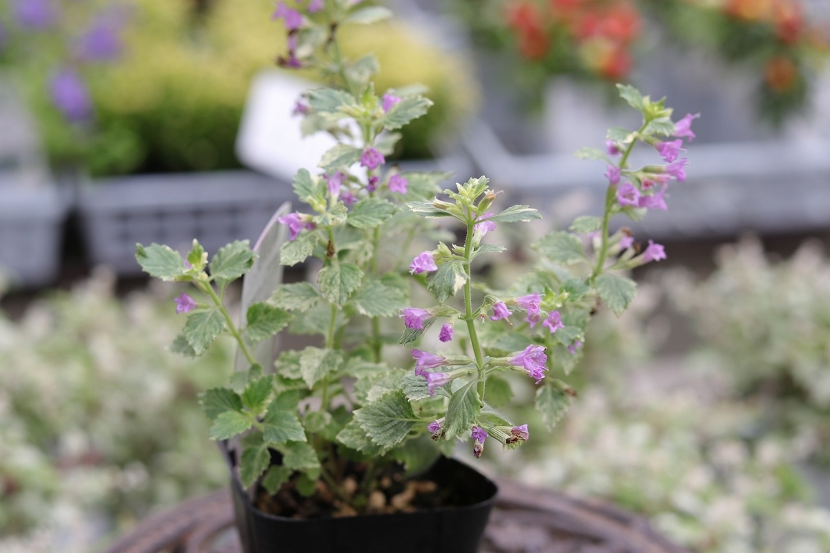 斑入り カラミンサ グランディフローラ 3号ポット苗 ハーブ 寄せ植え 鉢植え 花壇 お洒落 おしゃれ 可愛い 香り 春の花 夏の花 秋の花 花 苗 初心者 カラーリーフ