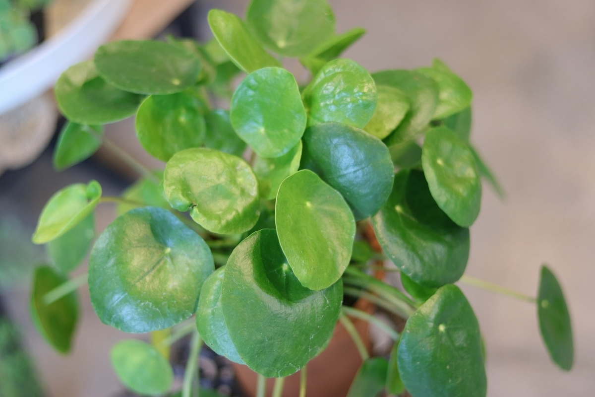 ピレア ぺぺロミオイデス 4号鉢 観葉植物 寄せ植え 鉢植え お洒落 おしゃれ 可愛い かわいい かっこいい インテリア 室内 花 苗 初心者