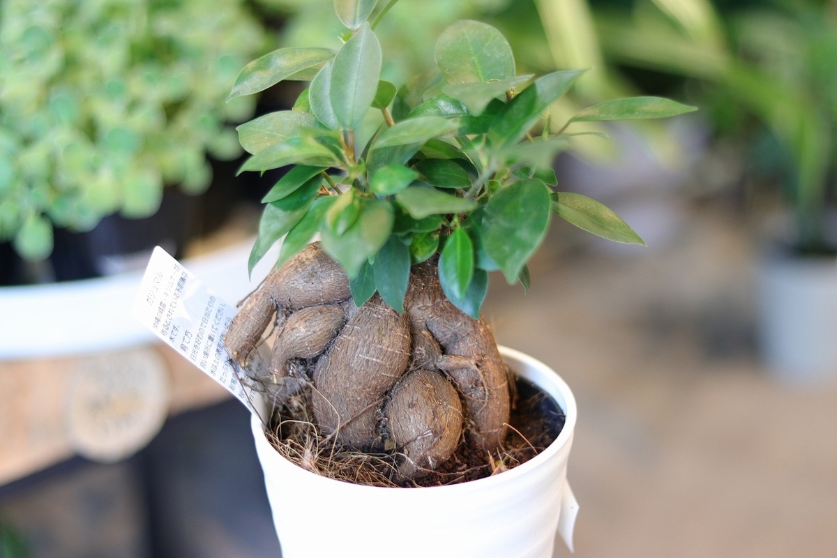 ガジュマル 3.5〜4号鉢 観葉植物 寄せ植え 鉢植え お洒落 おしゃれ 可愛い かわいい インテリア 室内 苗 初心者