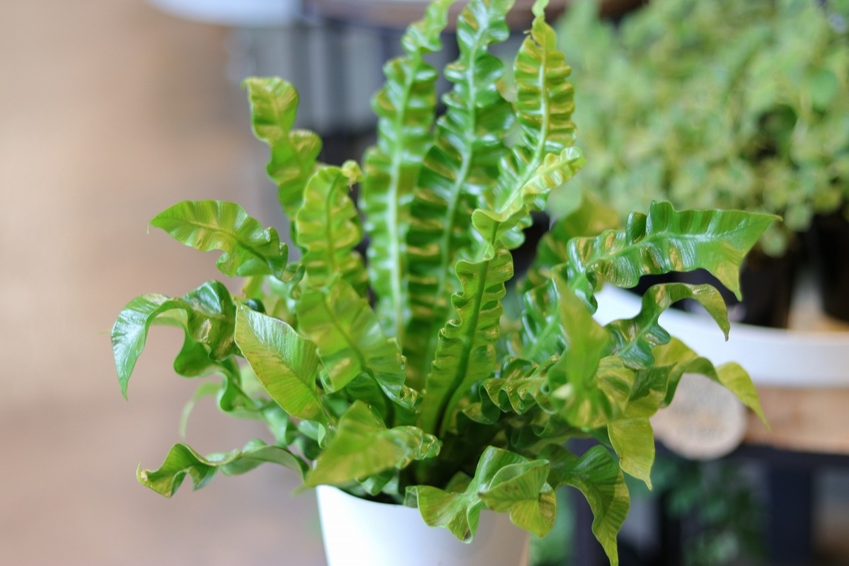 シダ アスプレニウム エメラルドウェーブ 4号鉢 タニワタリ 観葉植物 鉢植え お洒落 おしゃれ 可愛い かわいい インテリア 室内 苗 初心者 希少