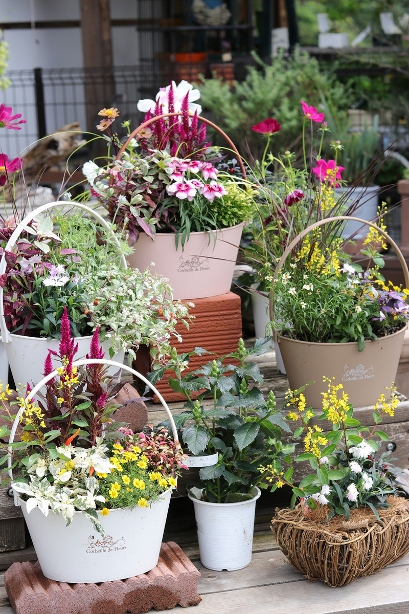 寄せ植え 秋の寄せ植え♪ - GP-Yamacho