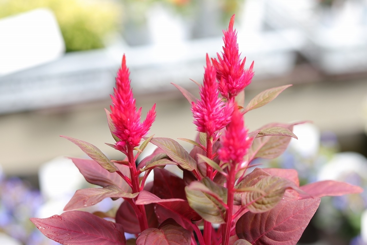 秋の風情を楽しむ！ピンク色の斑入り秋明菊♡ #おすすめ植物 - GP-Yamacho