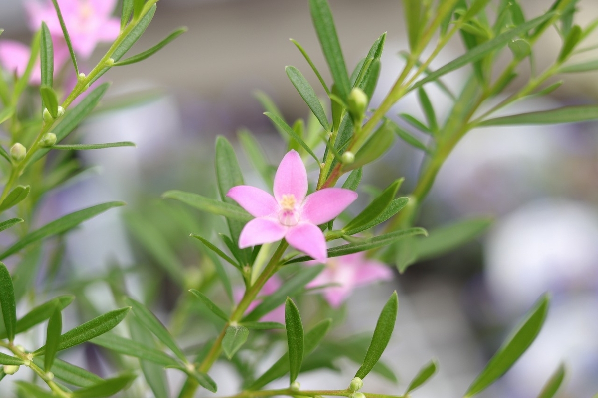 秋の風情を楽しむ！ピンク色の斑入り秋明菊♡ #おすすめ植物 - GP-Yamacho
