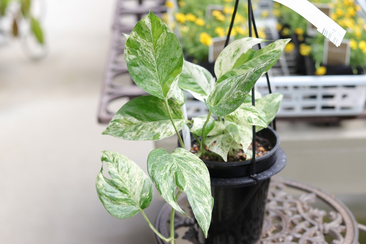 グリーンプラザ山長（奈良県生駒市） - 斑入りのおすすめ植物5選（2024