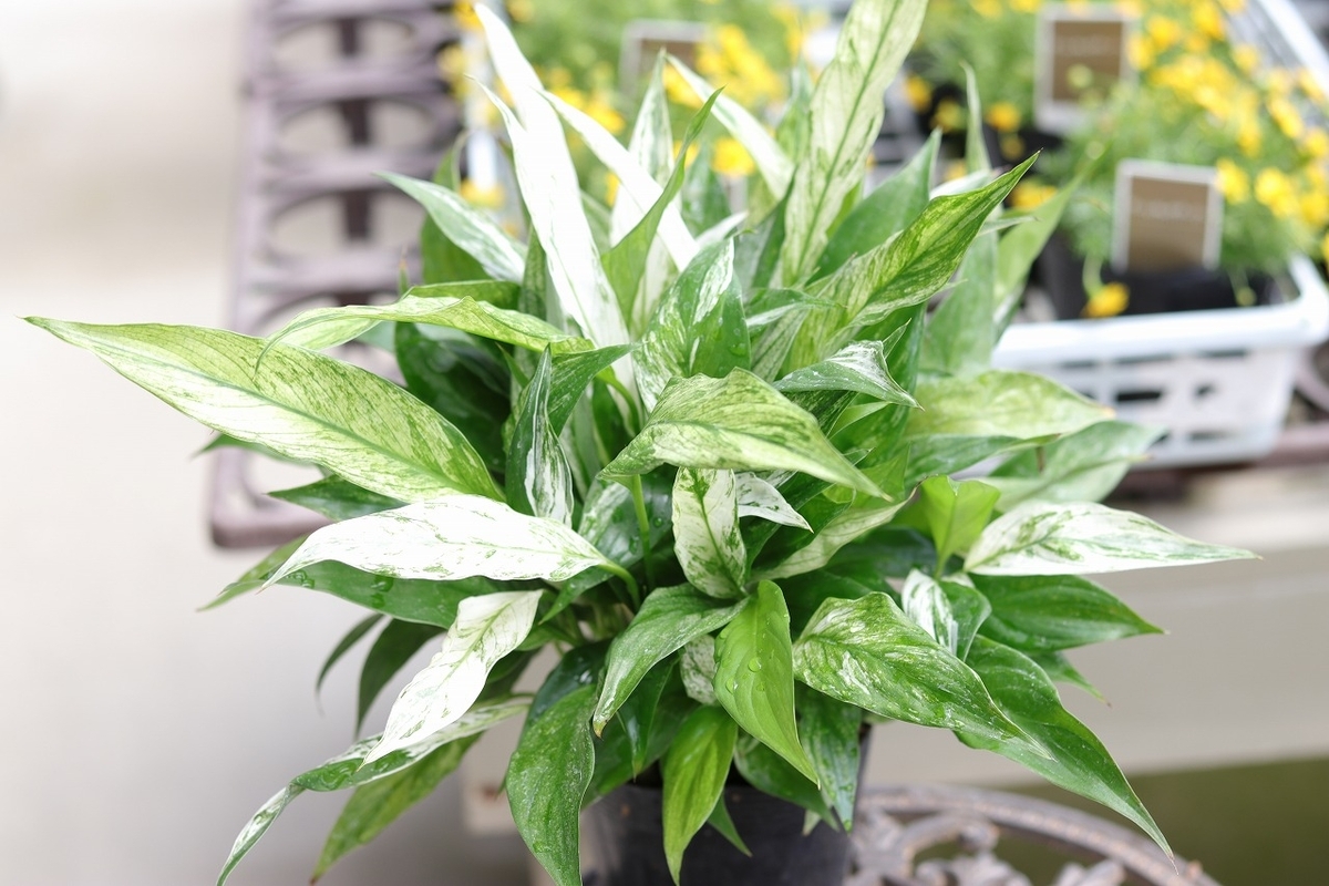 グリーンプラザ山長（奈良県生駒市） - 斑入りのおすすめ植物5選（2024