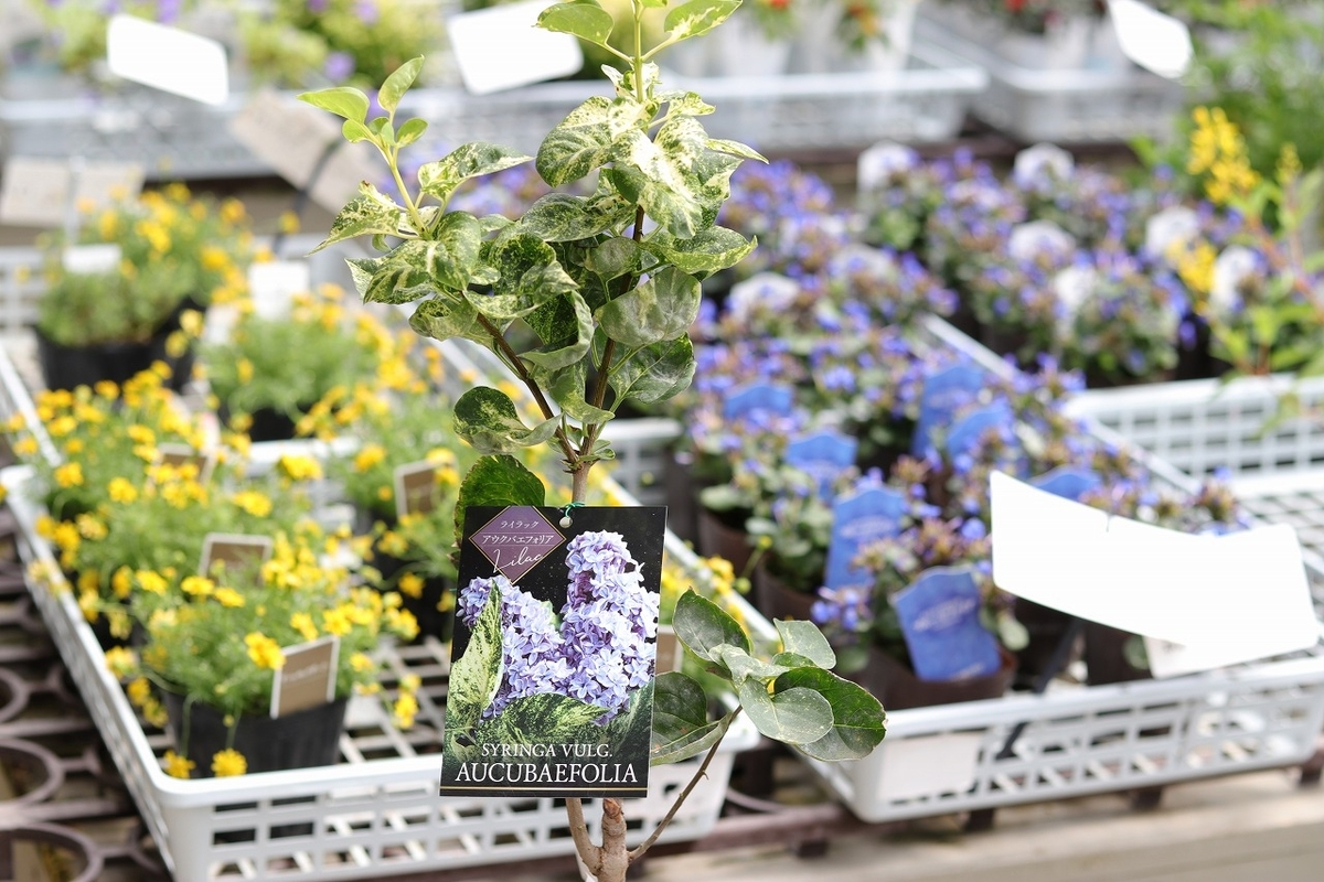 グリーンプラザ山長（奈良県生駒市） - 斑入りのおすすめ植物5選（2024