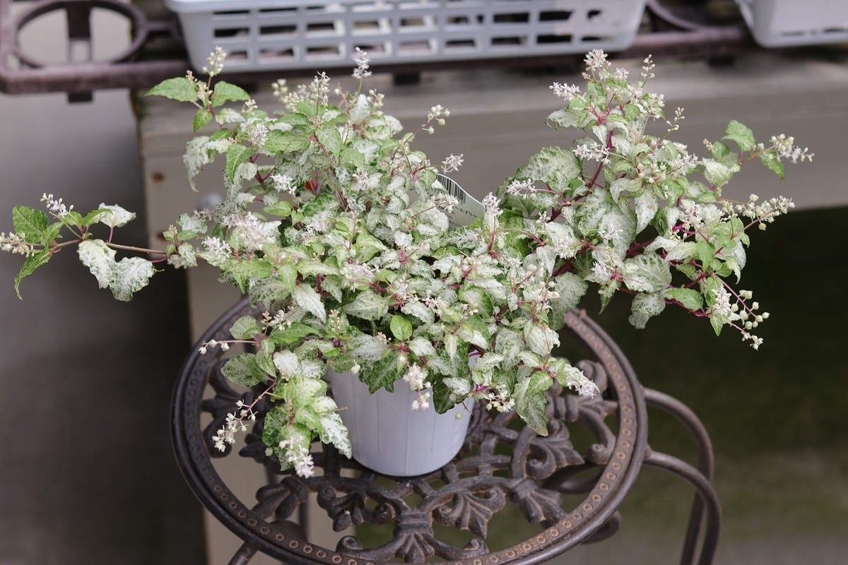 グリーンプラザ山長（奈良県生駒市） - 斑入りのおすすめ植物5選（2024