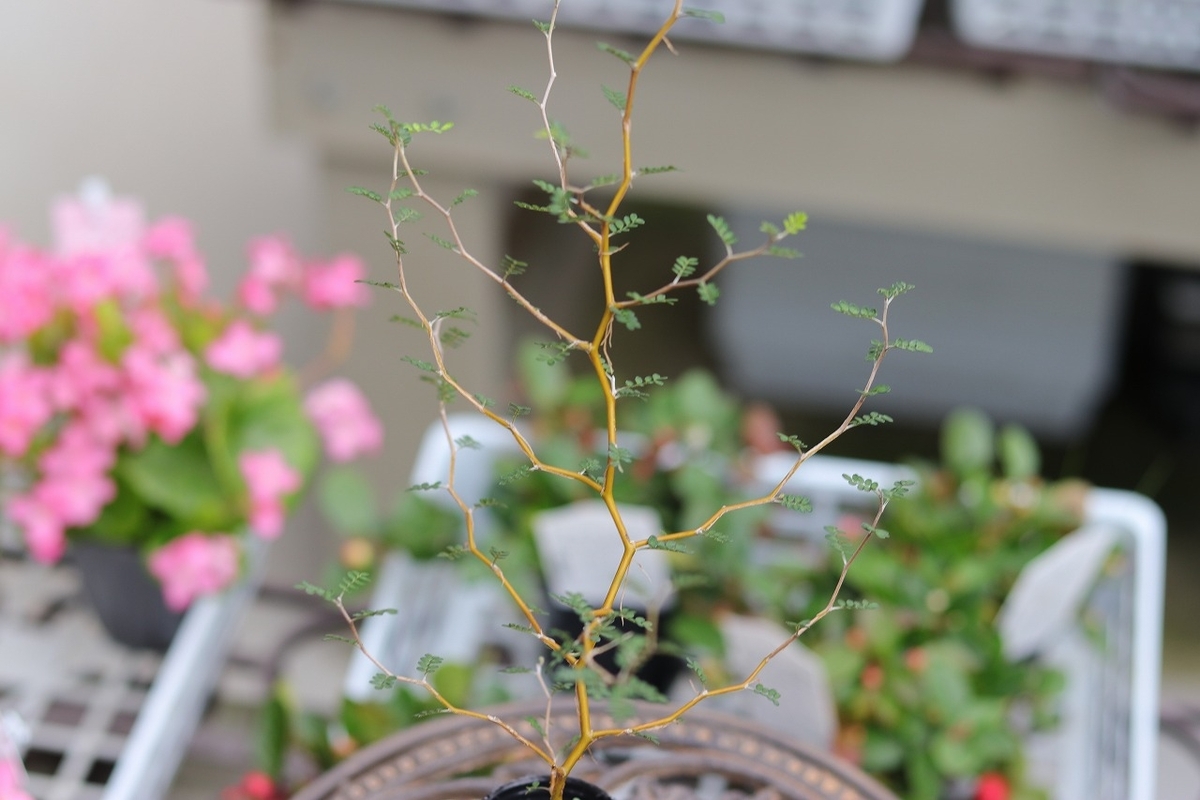 ソフォラ リトルベイビー 3号ポット苗 メルヘンの木 寄せ植え 花壇
