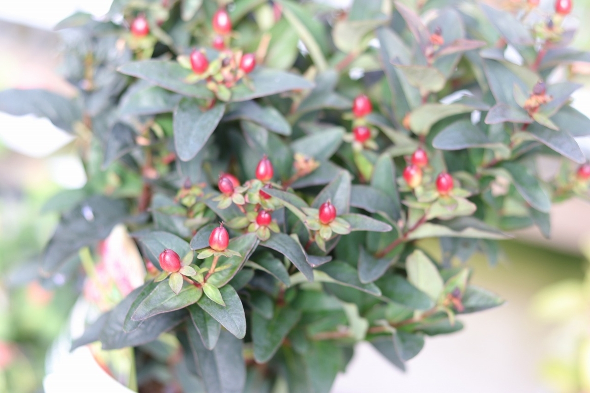 秋に実がなる植物 - GP-Yamacho